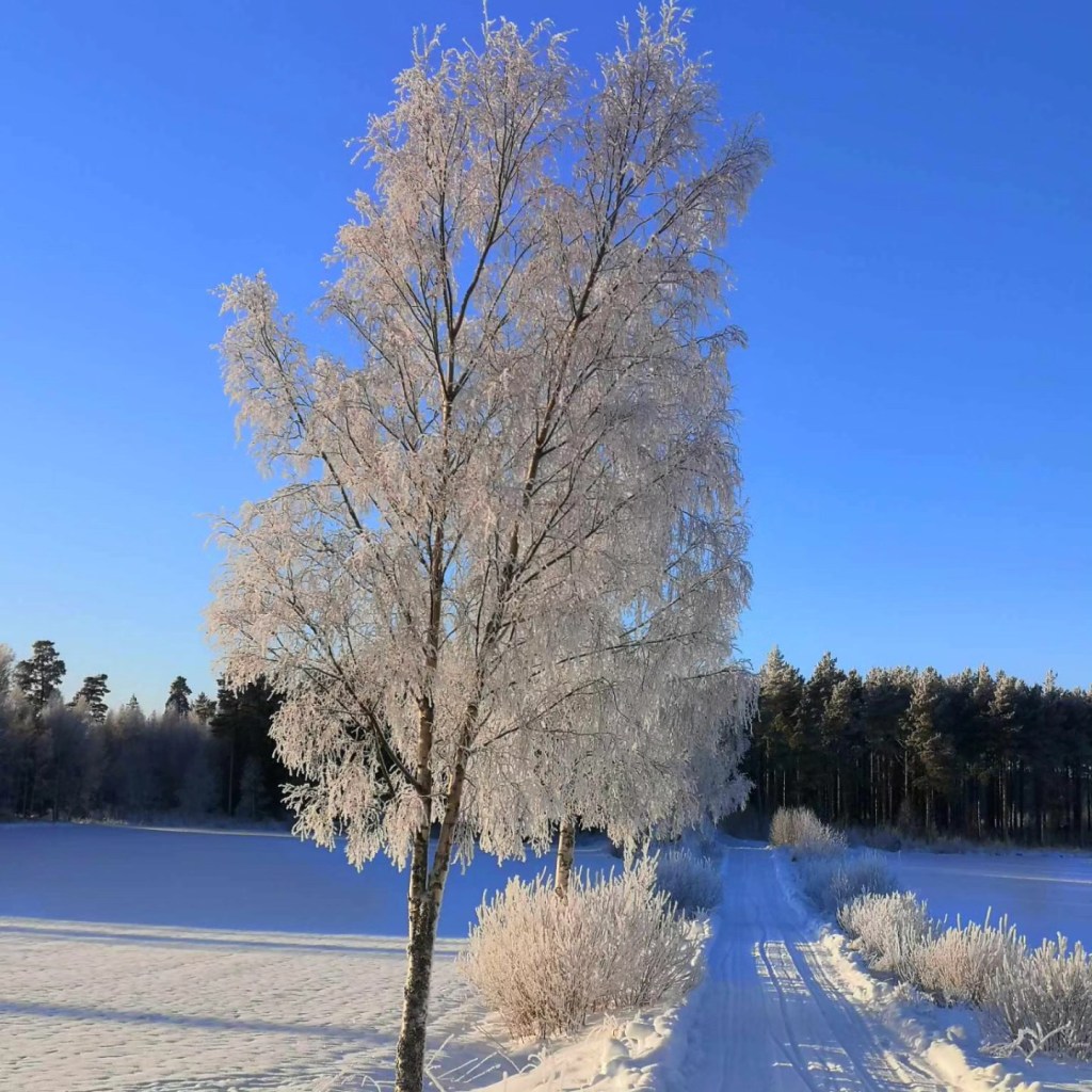 Vy träd och väg, solsken och snö, närvaro, mindfull